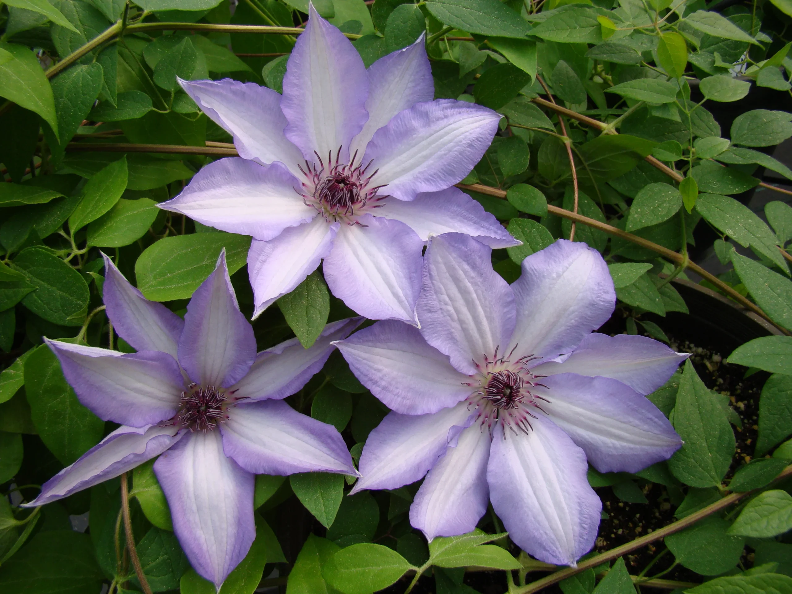 clematis-pribaltika_3456x