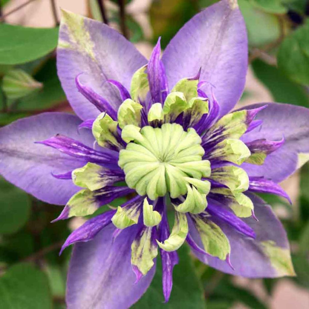 Клематис тайга фото Clematis Plant Taiga Suttons