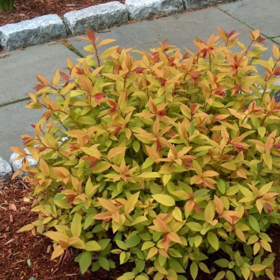 goldflame-spirea-800x800
