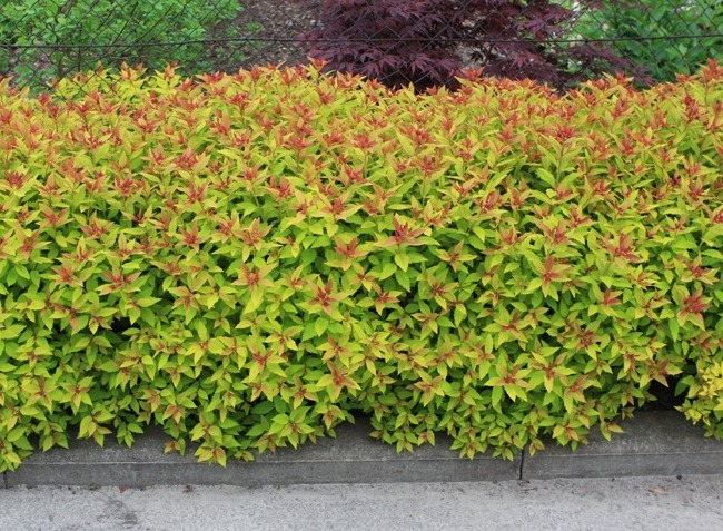 spiraea-gold-flame