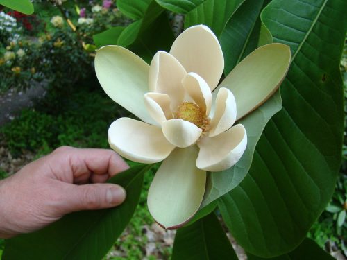 magnolia officinalis