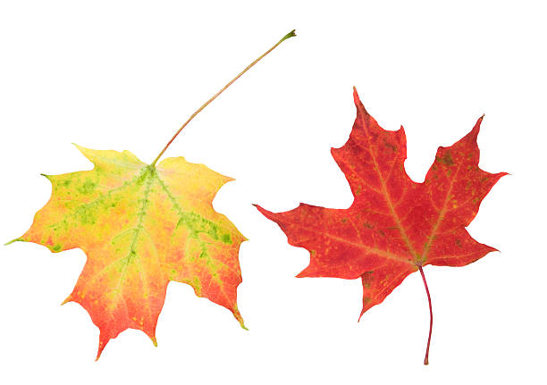 istockphoto-176105995-612x612