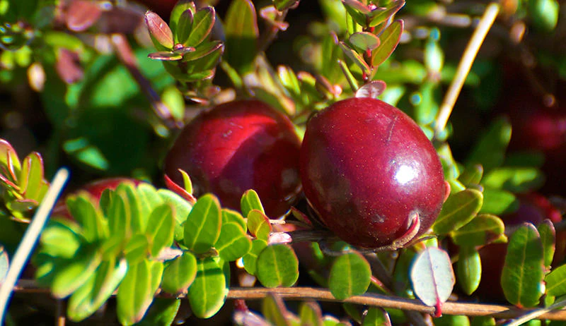 cranberry_800x462
